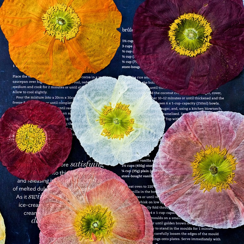 1pcs,Nature Field Poppy Presse – обзор и цена Resin Craft Ideas