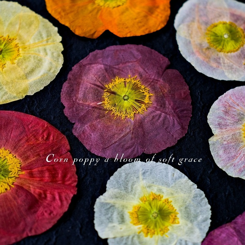 1pcs,Nature Field Poppy Presse – обзор и цена Resin Craft Ideas