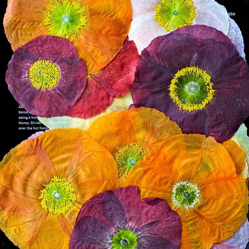 1pcs,Nature Field Poppy Presse – обзор и цена Resin Craft Ideas