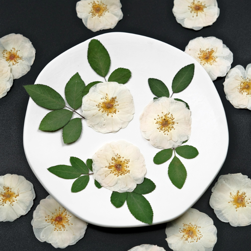 6pcs,9pcs,Nature White Rose Pr – обзор и цена Dried Flower Bulk