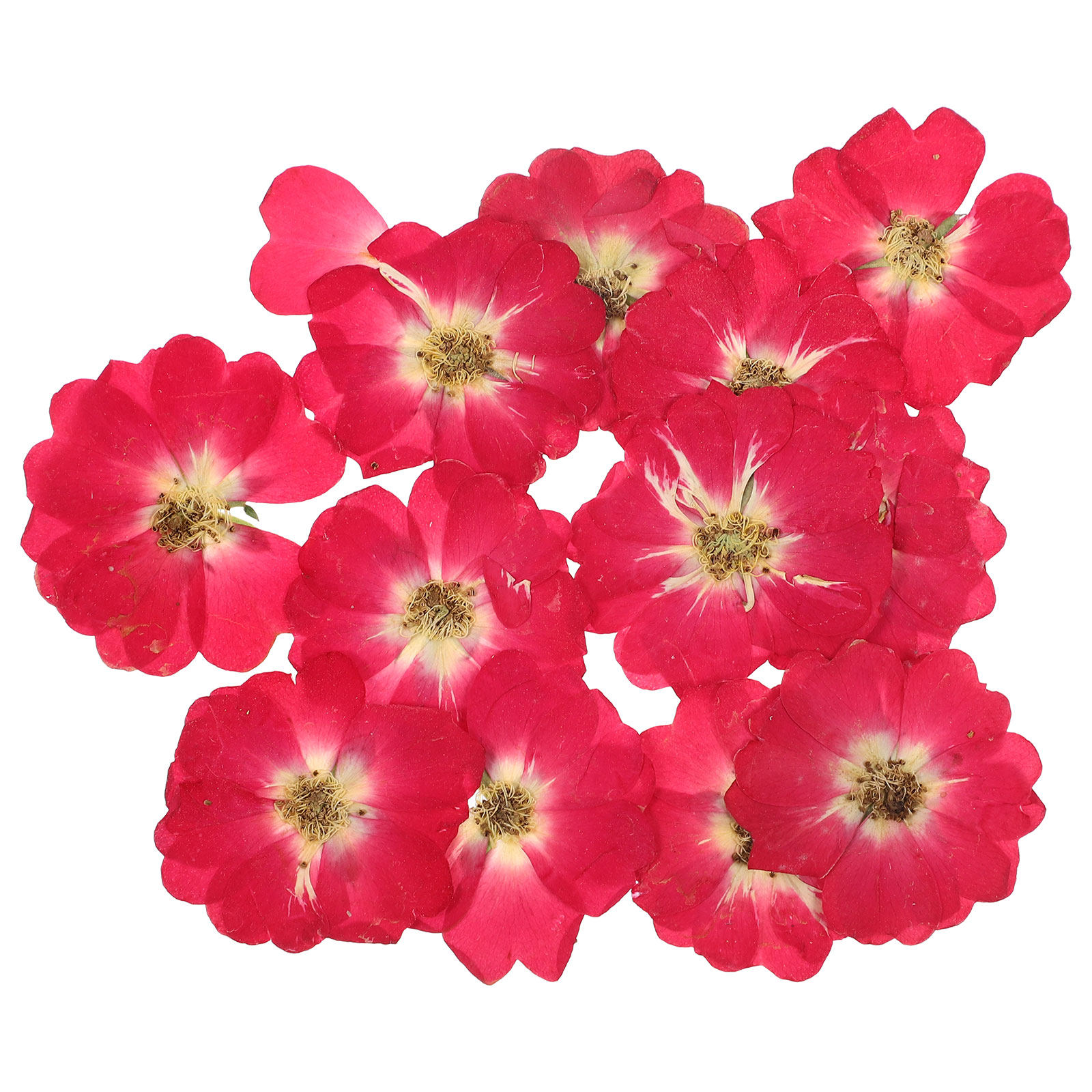 12Pcs Natural Dried Rose Press – обзор и цена Resin Jewelry Kit