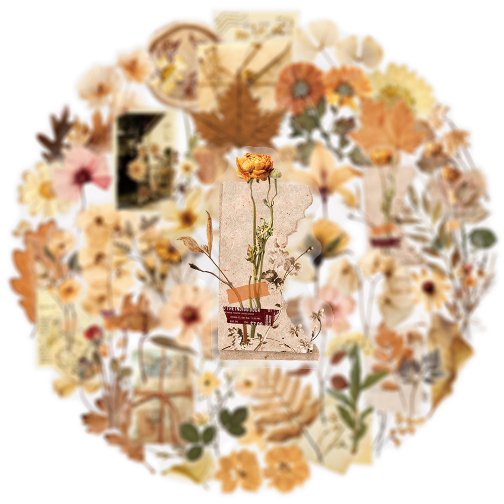 10/30/50pcs Transparent Dried  – обзор и цена Dried Flower Bulk