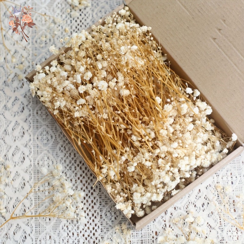 100pcs Mini Dried Baby's Breat – обзор и цена Dried Flower Bulk